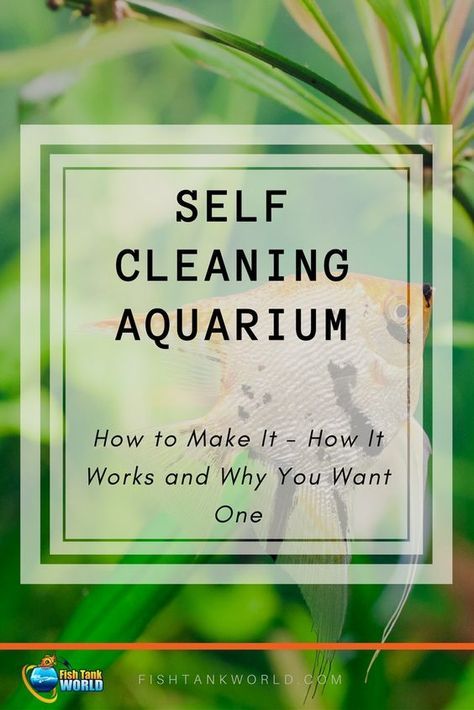 Cleaning Fish Tank, Self Cleaning Fish Tank, Fish Tank Cleaning, Amazing Aquariums, Diy Fish Tank, Fish Tank Design, Tropical Fish Aquarium, Self Sustaining, Fresh Water Fish Tank