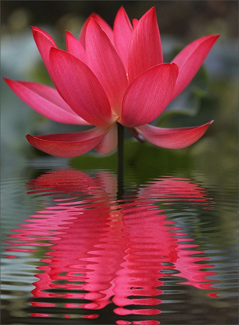 Lotus Blossom---our backyard pond lotus blossoms are white...this is stunning Nymphaea Lotus, Red Lotus, Lotus Blossom, Most Beautiful Flowers, Deco Floral, Exotic Flowers, Water Lily, Water Lilies, Beautiful Blooms