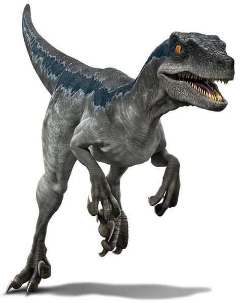 Dinosaur Velociraptor, Jurrasic World, Velociraptor Blue, Jurassic World Raptors, Blue Jurassic World, Jurassic World Camp Cretaceous, Raptor Dinosaur, Isla Nublar, Jurassic World Dominion