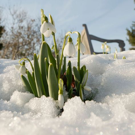 Gardens World Wildlife Day, Snow Night, Wildlife Day, Spring Snow, Chicago Botanic Garden, Animals And Plants, Snow Flower, Picture Quilts, Botanic Gardens