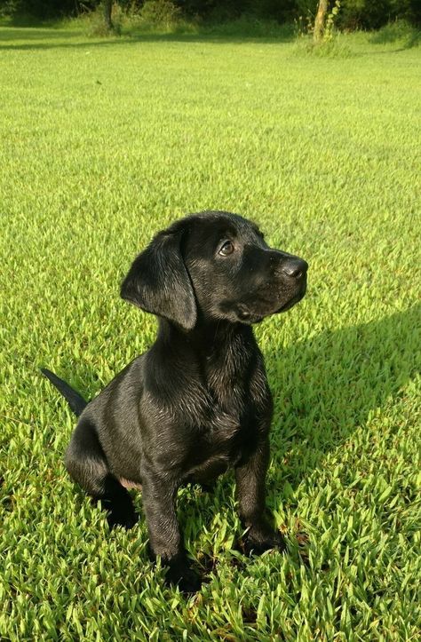 Can Guide Dogs Be Black? (Reason & Answer Explained) | Dog Facts Labrador Nero, Labrador Retriever Black, Black Dogs Breeds, Black Labrador Puppy, Labrador Noir, Black Labs Dogs, Black Labrador Dog, Brown Dogs, Black Dogs