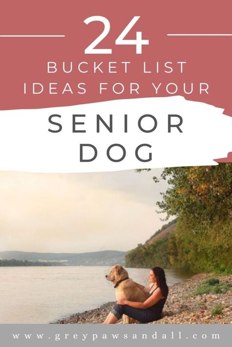 Bucket List Ideas for Your Senior Dog Dog Bucket List, Senior Dogs Care, Best Bucket List, Elderly Dogs, Spa Days, Bucket List Ideas, List Making, Dog Enrichment, Group Of Dogs