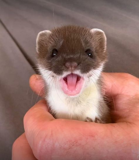 Alivia Animal, Least Weasel Pet, Silly Ferret, Ella Animal, Baby Weasel, Cute Exotic Animals, Olivia Animal, Weasel Animal, Tiny Baby Animals