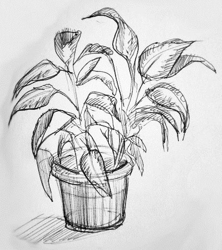 Get Better At Drawing, Drawing Plants, Plant Sketches, Pen Art Drawings, Fun To Draw, Easy Drawings Sketches, Nature Drawing, Plant Drawing, Arte Sketchbook