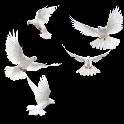 Doves Flying Drawing, Dove Reference Photo, Dove Drawing Reference, Dove Reference, White Birds Flying, Pigeons Birds, Pigeon White, Doves Flying, Dove Drawing