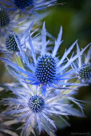 Thistle Blue, Thistle Aesthetic, Blue Thistle, Blue Thistle Bouquet, Bouquet Thistle, Blue Thistle Flower, Scottish Thistle Photography, Blue Globe Thistle, Globe Thistle Bouquet