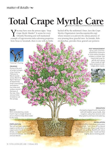 Crape myrtle care Crepe Myrtle Landscaping, Southern Landscaping, Southern Landscape, Crepe Myrtle Trees, Crepe Myrtles, Myrtle Tree, Crepe Myrtle, Backyard Plants, Crape Myrtle