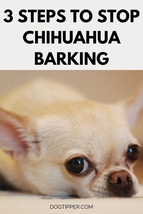 Chihuahua Barking? 3 Steps to Help Your Dog! Chihuahua Puppy Training, Mean Chihuahua, Chihuahua Barking, Chihuahua Training, Chihuahua Terrier Mix, Chihuahua Facts, Training Puppy, Chihuahua Names, Barking Dog