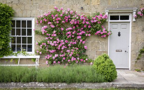 Training a climbing or rambling rose allows you to direct the growth of your roses for even coverage. However you decide to grow and train your climber or rambler, it will need tying-in to secure it to the support structure. Follow our simple guide to training and tying in your rose. Climbing Roses Trellis, The English Roses, Red Climbing Roses, Cornwall Garden, Magnolia Garden, Rambling Rose, Rose Trellis, Climbing Rose, Rose Stone