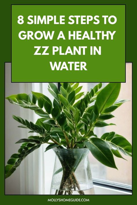 Discover the easy step-by-step guide on how to grow ZZ plants in water effortlessly. Perfect for plant enthusiasts looking to propagate their ZZ plants without soil. Learn all the tips and tricks for successful water propagation of your ZZ plant, including when to change the water, appropriate lighting conditions, and identifying healthy root growth. Add a touch of greenery to your space with this low-maintenance method that will bring new life into your home decor. Easiest Plants To Propagate In Water, What Plants Can Grow In Water, How To Propagate Zz Plant From Leaf, Propagate Zz Plant In Water, How To Propagate Zz Plant In Water, How To Repot A Zz Plant, How To Propagate A Zz Plant, Best Plants To Grow In Water, Zz Plant Decor