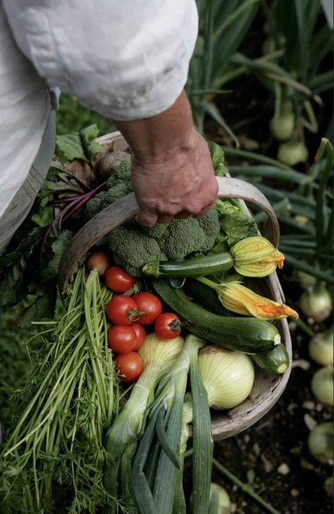 gifts for gardeners - grow your own gift set by pippa greenwood #giftideas #gardeners #gardens #sustainable Sustainable Garden Ideas, Gift Ideas For Gardeners, Mealy Bugs, Plant Saucer, Sustainable Gardening, Garden Harvest, Veg Garden, Sustainable Garden, Farm To Table