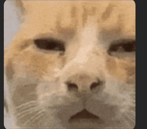 Cat Confused, Cat Reaction Pictures, Confused Gif, Même Face, Annoyed Cat, Confused Cat, Cat Reaction, Silly Animals, Reaction Memes