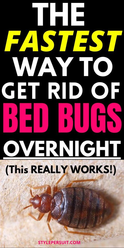 Dealing with a bed bug infestation can be a nightmare, but with the right approach, you can effectively eliminate these pesky pests from your home using do-it-yourself (DIY) methods. From homemade bed bug killers to practical strategies, click to check out the best hacks on how to get rid of bed bugs quickly and effectively: Natural Bed Bug Repellent, Bed Bugs Bites, What Kills Bed Bugs, Bed Bug Remedies, Signs Of Bed Bugs, Get Rid Of Bed Bugs, Homemade Beds, Bug Infestation, Bed Bug Spray