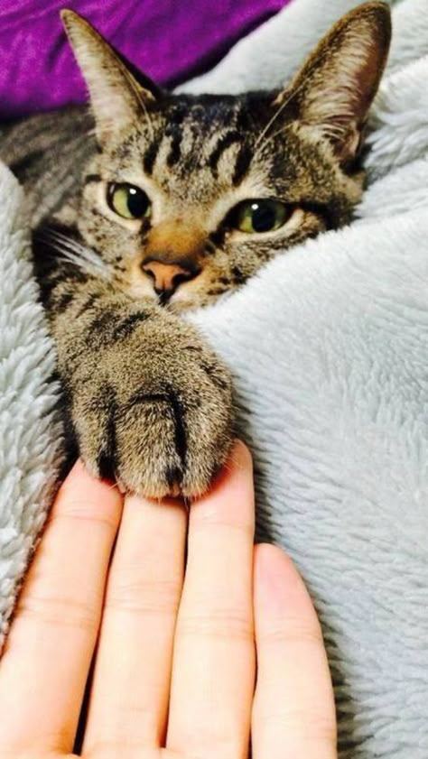 Adorable tabby cat offering a friendly paw. Tabby Cat Pictures, What Cat, Tabby Cats, Image Chat, Cat Owner, I Love Cats, Cat Paws, Pretty Cats, Cat Owners