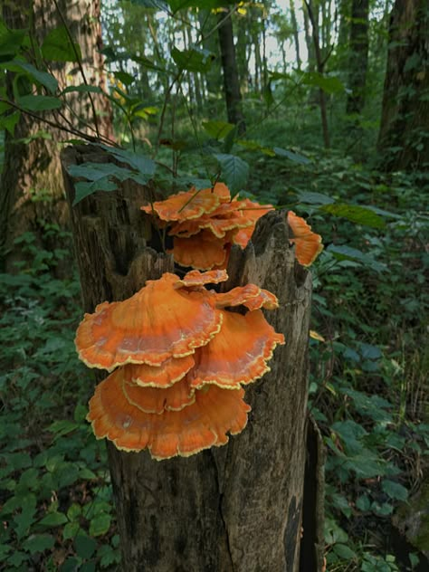 Chicken Of The Woods Mushroom, Sneaky Sasquatch, Fall Foraging, Foraging Mushrooms, Wood Mushrooms, Happy Mushroom, Chicken Of The Sea, Chicken Of The Woods, Mushroom Images