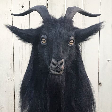 Goat Portrait Photography, Black Goats Aesthetic, Creepy Goat Art, Goat Head Side View, Goat Creature Design, Goat Side Profile, Goat Reference Drawing, Black Goat Art, Goat Teeth