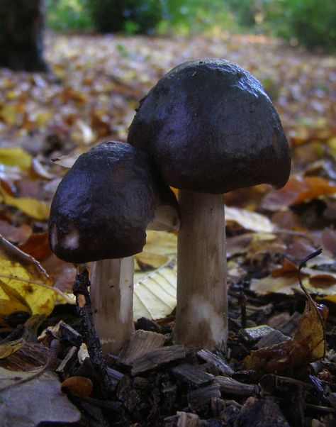 Black Mushrooms - Life and Opinions - Life and Opinions Black Velvet Mushroom, Black Cap Mushrooms, Black Oyster Mushrooms, Chocolate Mushrooms, Black Trumpet Mushrooms, Black Mushrooms, Underdark Mushroom Forest, Mushroom Refrences Photos, Black Mushroom