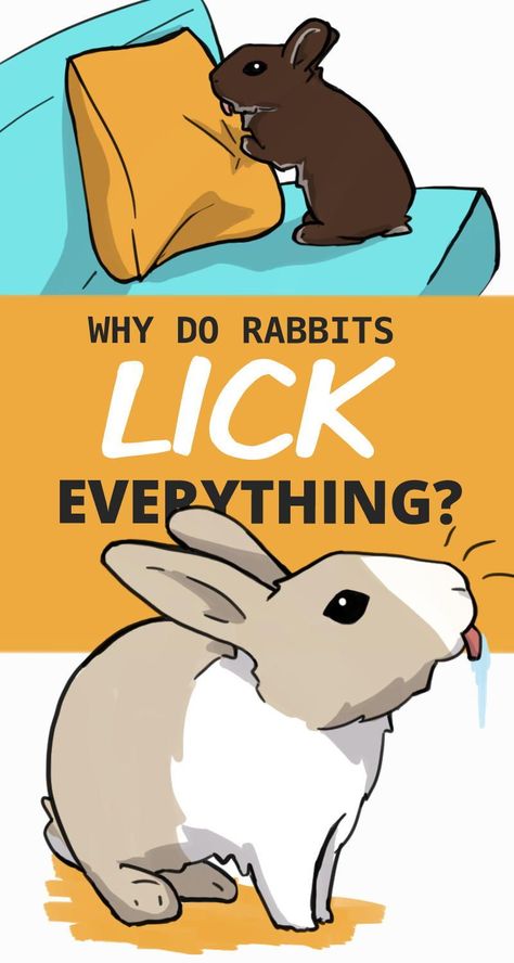 Ever wonder why your pet rabbit seems to lick everything around them? Licking is one of those unique bunny behaviors that has many purposes. They use their tongues for grooming each other, showing affection, and even spreading their scent. Many rabbits will also be happy to lick people along with their clothing and pillows. Bonding Rabbits, Rabbit Anatomy, Bunny Tips, Bunny Care Tips, Rabbit Facts, English Angora, Wild Rabbits, Rabbit Diy, Rabbit Behavior