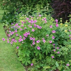 Geranium vivace: mode d’emploi | Petit Paysagiste Ornamental Grasses For Shade, Designing A Garden, Geranium Macrorrhizum, Zantedeschia Aethiopica, Garden From Scratch, Wandering Jew Plant, Shade Grass, Aesthetic Garden, Fall Planters