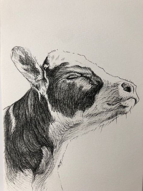 Drawings Of Cows Pencil, Art Drawings Sketches Animals, Cow Pen Drawing, Cow Ink Drawing, Cool Animal Drawings Sketches, Ink Animal Drawings, Cow Pencil Drawings, Cow Drawing Realistic, Cow Drawing Pencil