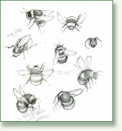 Explore pencilandleaf's photos on Flickr. pencilandleaf has uploaded 848 photos to Flickr. Bumblebee Sketch, Bumblebee Drawing, Bee Sketch, Bee Drawing, Drawing Tattoo, Illustration Photo, Bumble Bees, Bee Tattoo, Desenho Tattoo