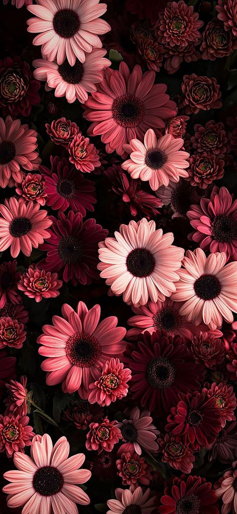 Dark Floral Aesthetic Wallpaper, Best Iphone Lock Screen Wallpaper, Romantic Phone Wallpaper, Aesthetic Wallpaper Lock And Home Screen, Hd Lockscreen Aesthetic, Lockscreen Aesthetic Iphone Wallpapers Dark, Dark Red Iphone Wallpaper, Apple Aesthetic Wallpaper, Taken Aesthetic