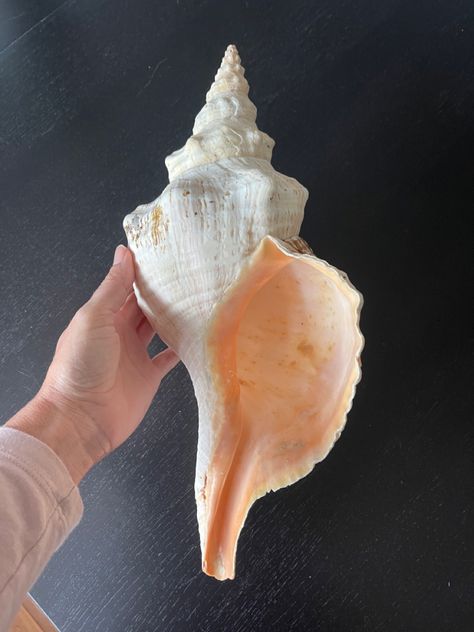 Conch Shell Photography, Conch Shell Meaning, Conk Shells, Conch Shell Drawing, 300 Drawing Prompts, Remember Tattoo, Seashell Creations, Costal Bedroom, Shell Tattoos