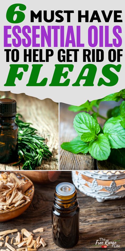 Must Have Essential Oils, Homemade Flea Spray, Essential Oils For Fleas, Get Rid Of Fleas, Flea Remedies, Pet Remedies, Essential Oils Dogs, Ant Killer, Essential Oil Remedy