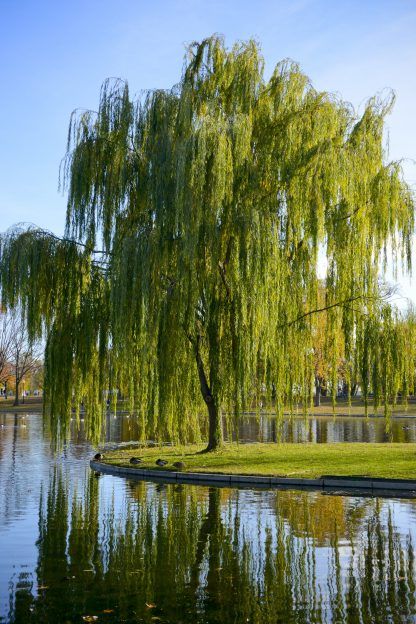 Weeping Willow - Salix Babylonica | Deciduous Trees | Cold Stream Farm Willow Trees Garden, Willow Tree Tattoos, Weeping Willow Tree, Willow Trees, Weeping Willow, Beautiful Trees, Tree Photography, Deciduous Trees, Willow Tree