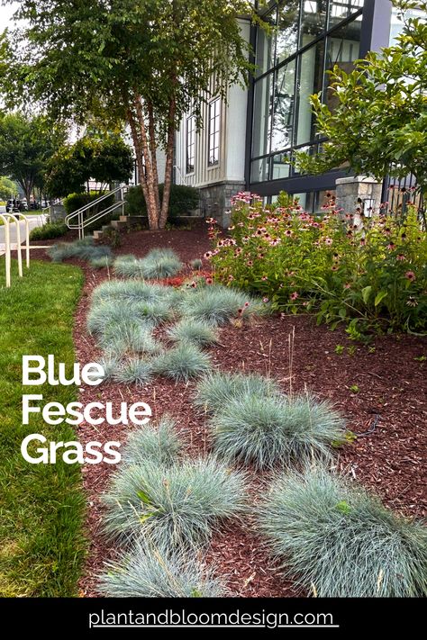 Explore our article and learn the secrets to nurturing this cool-season grass, Blue Fescue (Festuca glauca), for a stunning spring garden display! Fescue Grass Landscape, Blue Fescue Grass Landscape, Coreopsis Moonbeam, Spring Garden Ideas, Festuca Glauca, Fescue Grass, Full Sun Flowers, Blue Fescue, Beautiful Spring Flowers