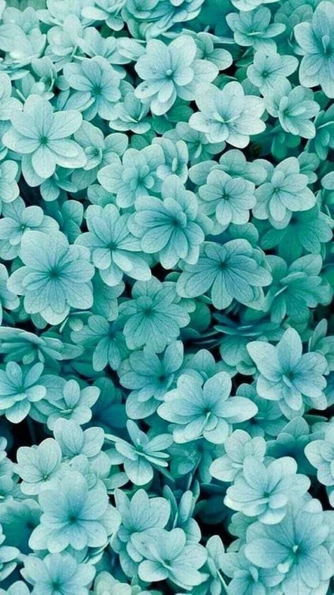 Teal Flower Wallpaper, Biana Vacker, Color Calipso, Teal Wallpaper Iphone, Flor Iphone Wallpaper, Zoom Wallpaper, Frühling Wallpaper, Hydrangea Wallpaper, Turquoise Aesthetic