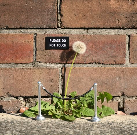 Humorous Street Signs and Other Contextual Street Art Interventions by Michael Pederson  http://www.thisiscolossal.com/2015/10/sydney-street-signs/ Art Intervention, Dandelion Art, A Dandelion, Toy Art, Art Street, Street Signs, Land Art, Street Art Graffiti, Public Art