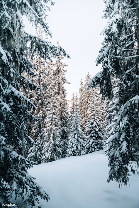 View of a snowy forest  | premium image by rawpixel.com / Luke Stackpoole Iphone Instagram Story, Norway Snow, Watercolor Stain, Instagram Story Background, Circles Design, Story Background, Pine Trees Forest, Snow Forest, Snow Tree