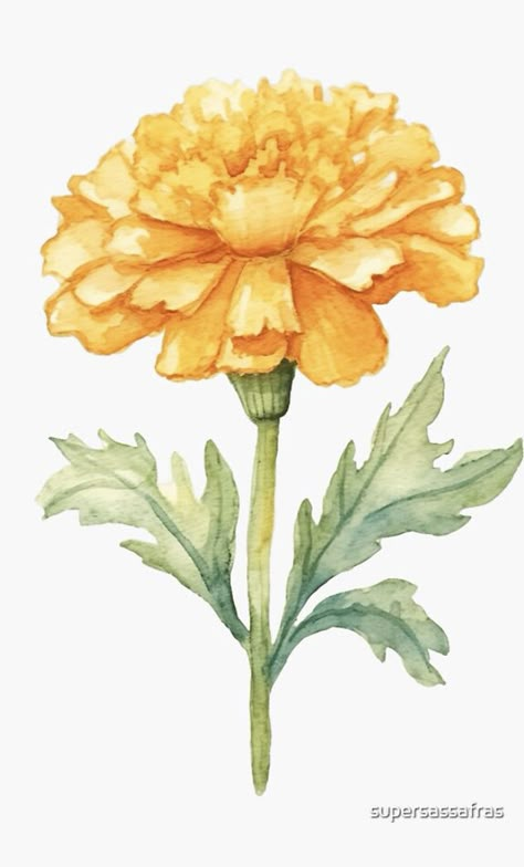 A watercolor design for a marigold flower Watercolour Marigold Flower, Vintage Marigold Illustration, Indian Flower Illustration, Marigold Flower Watercolor, Drawing Marigold Flowers, Marigold Flower Sketch, Marigold Painting Easy, Marigold Illustration Indian, Marigold Watercolor Painting