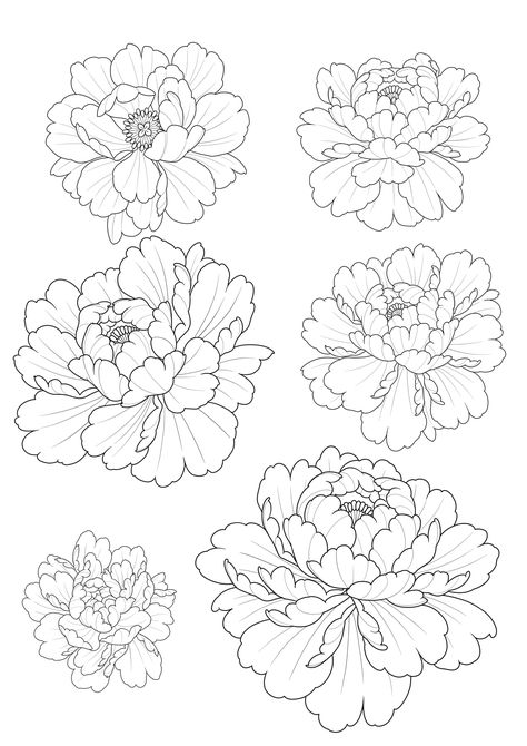 Peony Drawing, Arte Doodle, Flower Drawing Tutorials, Flower Art Drawing, Floral Tattoo Design, Soyut Sanat Tabloları, Japanese Tattoo Art, Japanese Flowers, Arte Sketchbook