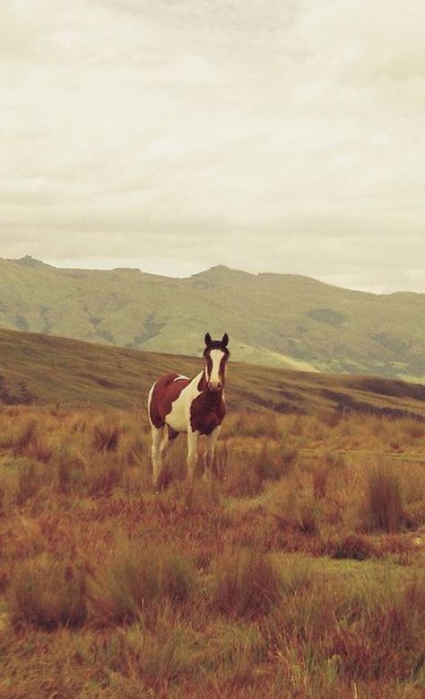 Into The West, Wild Mustangs, Western Aesthetic, All The Pretty Horses, Pretty Horses, Horse Photography, Horse Love, White Horse, Horse Girl