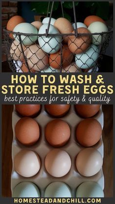 How To Store Chicken Eggs, Raising Backyard Chickens For Beginners, How To Wash Chicken Eggs, How Long Are Fresh Eggs Good For, How To Wash Eggs, Chicken Coop Food Ideas, How To Wash Farm Fresh Eggs, Storing Farm Fresh Eggs, How To Store Fresh Chicken Eggs