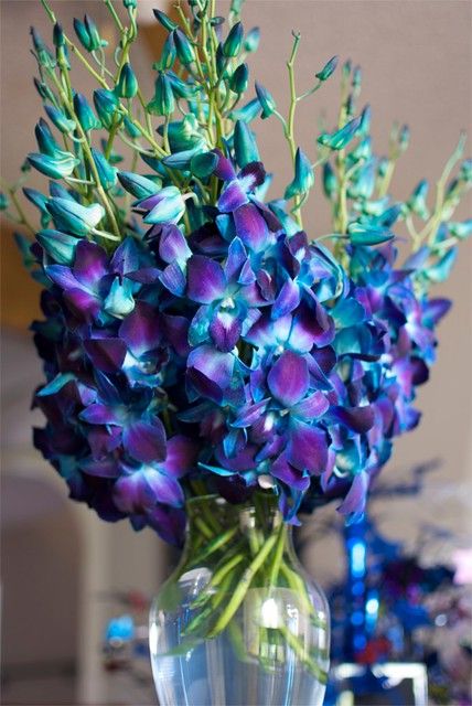 Blue Dendrobium Orchids, Succulent Centerpiece, Succulent Centerpieces, Dendrobium Orchids, Orchid Wedding, Teal Wedding, Blue Orchids, Deco Floral, Arte Floral