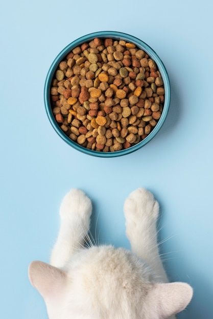 Pet Product Photography, Dog Food Photography, Dog Product Photography, Organic Cat Food, Cat Food Brands, Best Cat Food, Kitten Food, Siamese Kittens, Beautiful Cat Breeds