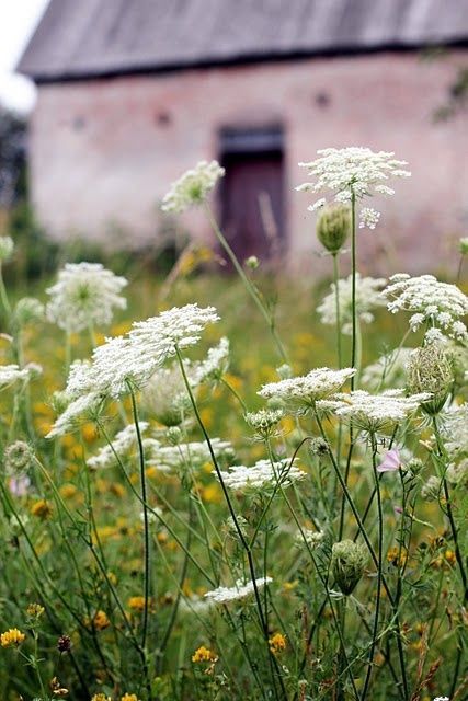 Flower Scapes, Wild Carrot, Queen Anne's Lace Flowers, Flower Identification, Cow Parsley, Daucus Carota, Wild Country, Queen Anne's Lace, Queen Annes Lace