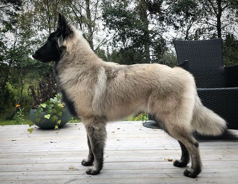 Shepherd Dogs Breeds, Unique German Shepherd, Dog That Looks Like A Wolf, Belgian Dog Breeds, Aesthetic Dog Breeds, Types Of Shepherd Dogs, Prettiest Dog Breeds, Rare Dogs Breeds, Weird Dog Breeds