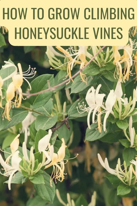 Growing climbing honeysuckle vines in your garden can add amazing displays of cascading flowers. Bees will LOVE your garden! And so will you ;) Climbing Honeysuckle, Honeysuckle Vines, Honeysuckle Plant, Wild Honeysuckle, Love Your Garden, Honeysuckle Vine, Vine Trellis, Bee Friendly Garden, Climbing Flowers