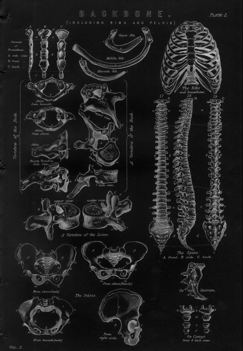 Vintage Anatomical Posters, Anatomical Art Vintage, Old Science Aesthetic, Anatomical Wallpaper, Human Anatomy Wallpaper, Bones Illustration, Vintage Medical Art, The Human Skeleton, Anatomical Art