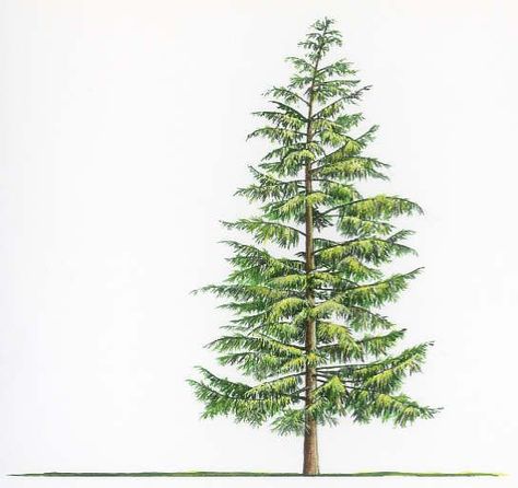 hemlock drawing Hemlock Tattoo, Pen Reference, Eastern Hemlock, Western Hemlock, Hemlock Tree, Evergreen Tree Tattoo, Washington Nature, Tree Tattoo Meaning, Pine Tattoo