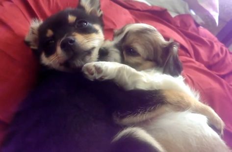 Puppy Hug, Dog Cuddles, Puppy Cuddles, Sleeping Animals, Animals Friendship, Animal Groups, Super Cute Animals, Sleeping Dogs, Cute Animal Videos