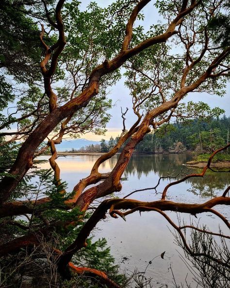 Arbutus Tree, West Coast Canada, Colour Collage, Painted Landscapes, Sunshine Coast Bc, Background References, Gum Tree, Painting Trees, 4 Friends