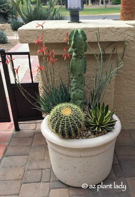 Arizona Plants, Cactus Indoor, Purple Flowering Plants, Cactus Arrangement, Arizona Backyard, Blue Elf, Desert Gardens, Arizona Gardening, Garden Cactus