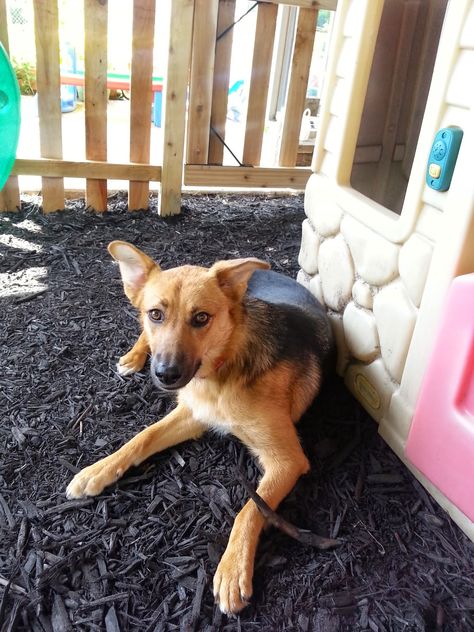 Under Deck Dog Area, Deck Play Area, Under Deck Ideas, Under Deck Landscaping, Spoiled Puppy, Deck Landscaping, Under Deck, Ideas For Dogs, Under Decks