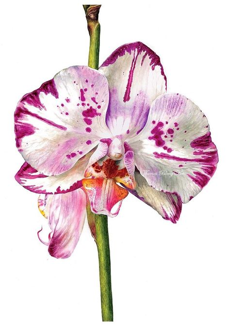 Orchid Drawing Watercolor, Asian Flower Art, Watercolor Orchids Painting, Water Colour Painting Ideas, Watercolour Orchid, Painting Of Orchids, Orchid Watercolor Painting, Painting Orchids, Pink Watercolor Painting