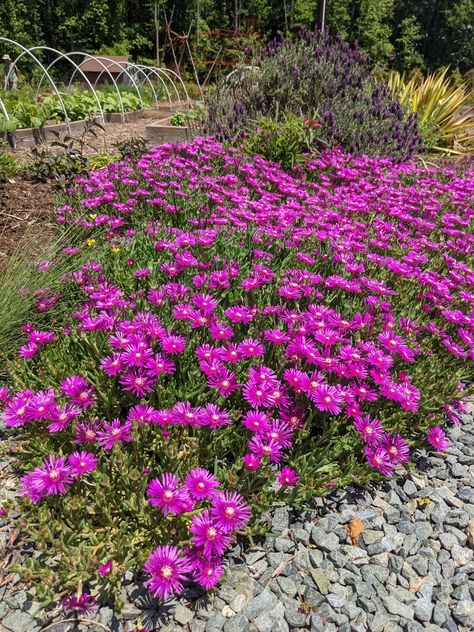 Delosperma cooperi (Cooper's Hardy Ice Plant, Hardy Ice Plant) | North Carolina Extension Gardener Plant Toolbox Trash Enclosure, Classic Garden Design, Delosperma Cooperi, Shrubs For Landscaping, Plant Herbs, Coral Bells Heuchera, Hardy Hibiscus, Creeping Phlox, Plants Tips